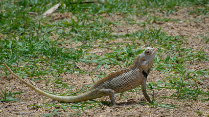Ceylon chameleon on the grassin the village of Koggala Sri Lanka.