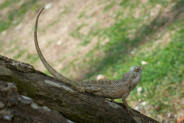 Ceylon chameleon on the tree in the village of Koggala Sri Lanka.