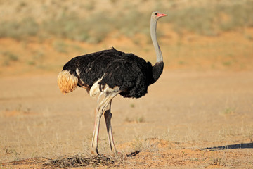 Male Ostrich (Struthio camelus) in natural habitat, Kalahari desert, South Africa.