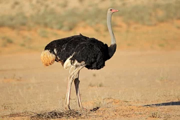 Crédence de cuisine en verre imprimé Autruche Male Ostrich (Struthio camelus) in natural habitat, Kalahari desert, South Africa.