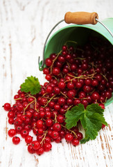 fresh red currant