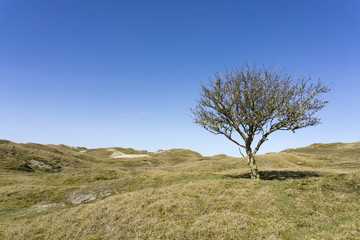 Dünenlandschaft, Norderney,  Ostfriesische Insel, Nordsee, Niedersachsen, Deutschland Europa