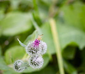 Arctium flowers in the field