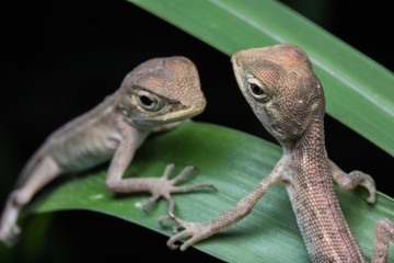 Macro shot Brown chameleon