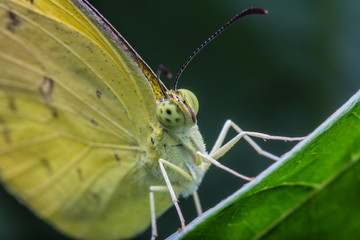 Yellow butterfly fly 