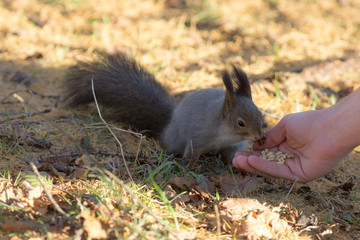 squirrel eats nuts from the palm