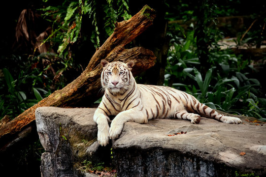 tigre allongé