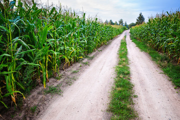 Obraz premium Summer landscape: country road through corn fields..