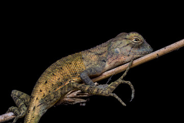 Lizard sitting on branch