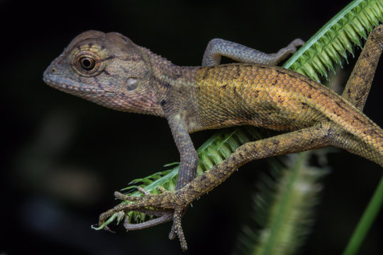 Close-Up of a lizard on tree