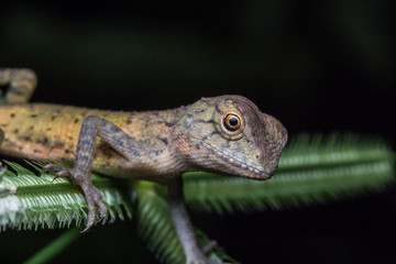 Close-Up of a lizard on tree