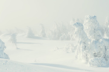 Fototapeta na wymiar Snow-covered trees in winter forest.