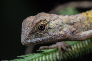 Fototapeta premium Close-Up of a lizard on tree