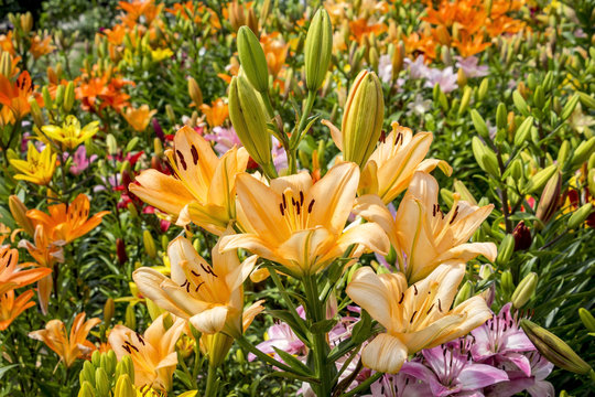 Yellow and Orange Lilies in the Garden