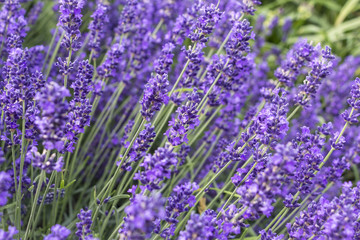 View of flowering lavender