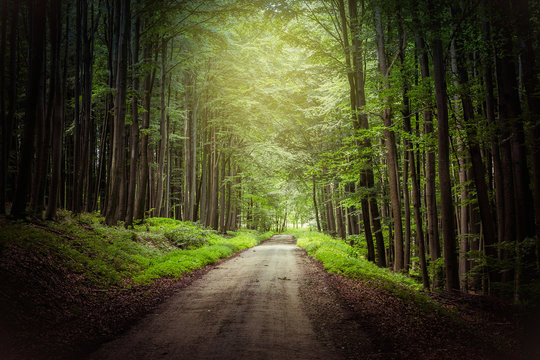 Fototapeta fantasy forest path