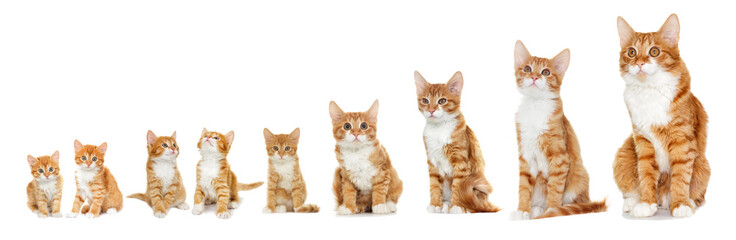 Obraz premium Kotek patrząc na białym tle