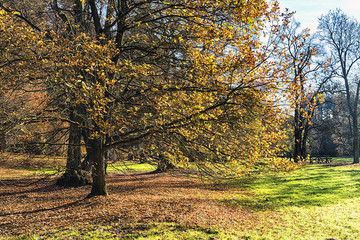Fototapeta premium The forest in the morning