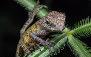 Close-Up of a lizard 