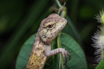 Close-Up of a lizard 