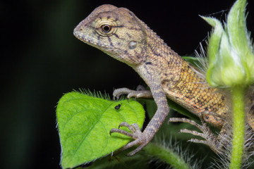 Close-Up of a lizard 