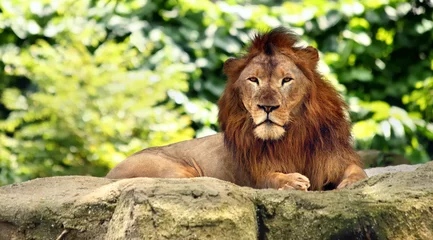 Poster de jardin Lion lion