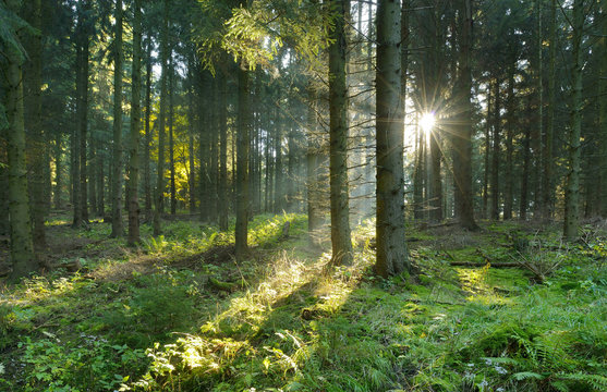 Fototapeta Spruce Tree Forest, Sunbeams through Fog Creating a Mystic Atmosphere
