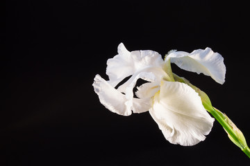 Fototapeta na wymiar White iris on black background