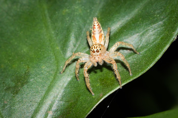 This is a photo of a spider, was taken in XiaMen botanical garden, China.