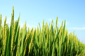 Obraz premium The rice in the field