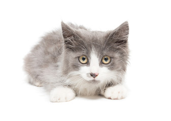 kitten on a white background