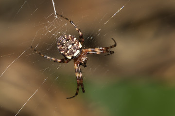 This is a photo of a spider, was taken in XiaMen botanical garden, China.