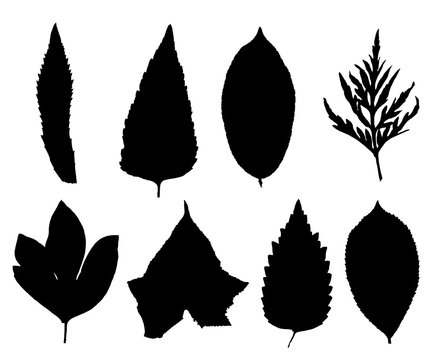 Collection of silhouettes leaves
