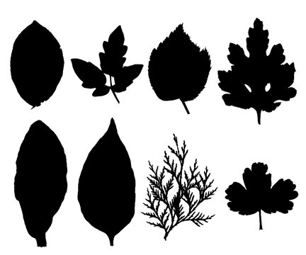 Collection of silhouettes leaves isolated on white