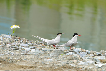 Arctic tern (Sterna paradisaea) is seabird of tern family Sternidae