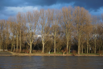 Am Rhein bei Langel