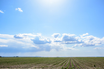 California Farm