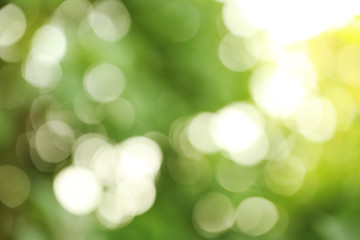 Fototapeta premium Bokeh of abstract green nature background