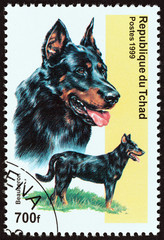 Beauceron Dog (Chad 1999)