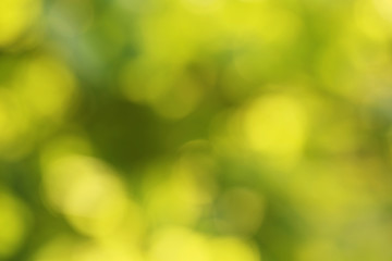 Fototapeta premium Bokeh of abstract green nature background
