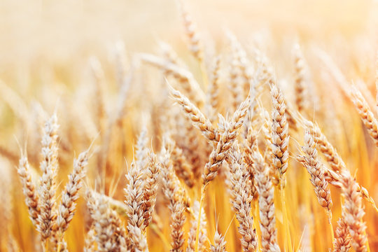 Ripe golden wheat field on outdoors