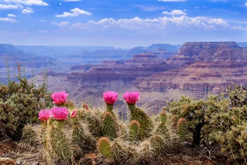 Foto op Aluminium Een cactusvijgcactus toont trots zijn levendige roze bloesems op de Grand Canyon Rim. © dhayes