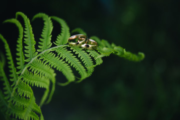 wedding rings on a fern