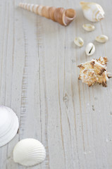 白い貝殻イメージ