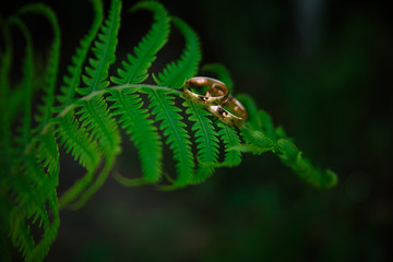 wedding rings on a fern