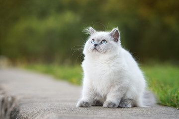 Naklejka na ściany i meble adorable fluffy kitten with blue eyes posing outdoors