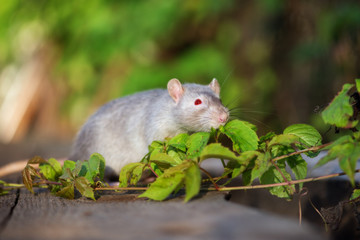 red eyed devil rat pet outdoors in summer