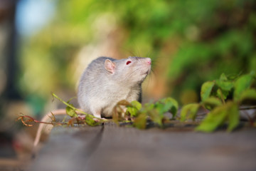 red eyed devil rat pet outdoors in summer