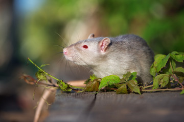 red eyed devil rat pet outdoors in summer