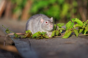 red eyed devil rat pet outdoors in summer